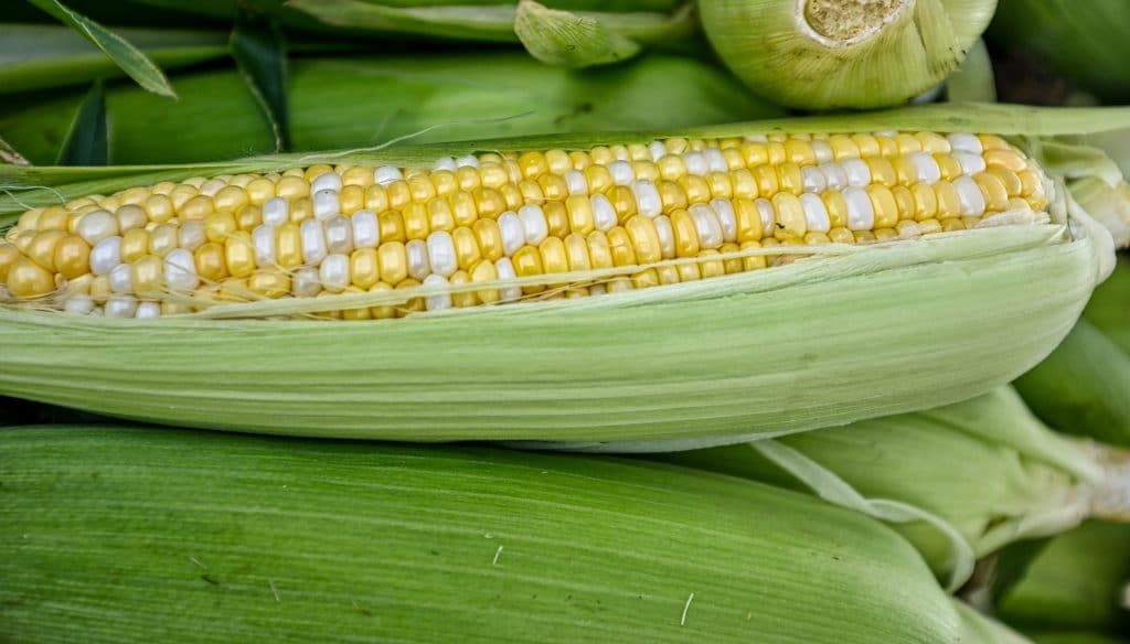 Food Processing Plant with High Ammonia Hydrosil International